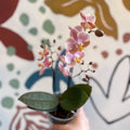 Phalaenopsis 'Aromio Oriental' - Light Pink Fragrant Moth Orchid - Sprouts of Bristol