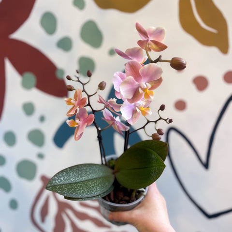 Phalaenopsis 'Aromio Oriental' - Light Pink Fragrant Moth Orchid - Sprouts of Bristol