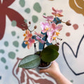 Phalaenopsis 'Aromio Oriental' - Light Pink Fragrant Moth Orchid - Sprouts of Bristol