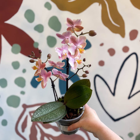 Phalaenopsis 'Aromio Oriental' - Light Pink Fragrant Moth Orchid - Sprouts of Bristol