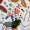 Phalaenopsis 'Aromio Oriental' - Light Pink Fragrant Moth Orchid - Sprouts of Bristol