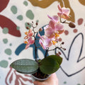 Phalaenopsis 'Aromio Oriental' - Light Pink Fragrant Moth Orchid - Sprouts of Bristol