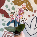 Phalaenopsis 'Aromio Oriental' - Light Pink Fragrant Moth Orchid - Sprouts of Bristol