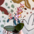 Phalaenopsis 'Aromio Oriental' - Light Pink Fragrant Moth Orchid - Sprouts of Bristol