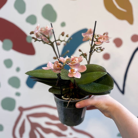 Phalaenopsis 'Aromio Sweet' - Dusty Pink Fragrant Moth Orchid - Sprouts of Bristol