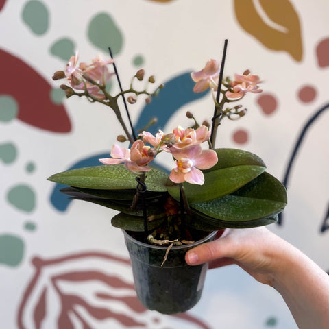 Phalaenopsis 'Aromio Sweet' - Dusty Pink Fragrant Moth Orchid - Sprouts of Bristol