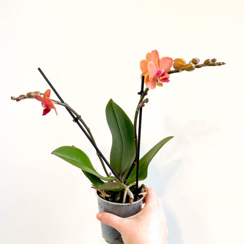 Phalaenopsis 'Bolzano' - Orange Moth Orchid - Sprouts of Bristol