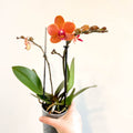 Phalaenopsis 'Bolzano' - Orange Moth Orchid - Sprouts of Bristol