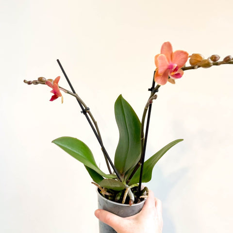 Phalaenopsis 'Bolzano' - Orange Moth Orchid - Sprouts of Bristol