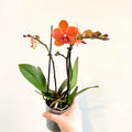 Phalaenopsis 'Bolzano' - Orange Moth Orchid - Sprouts of Bristol