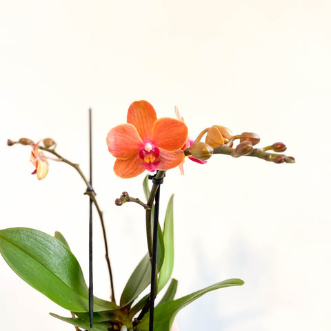 Phalaenopsis 'Bolzano' - Orange Moth Orchid - Sprouts of Bristol