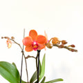 Phalaenopsis 'Bolzano' - Orange Moth Orchid - Sprouts of Bristol