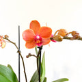 Phalaenopsis 'Bolzano' - Orange Moth Orchid - Sprouts of Bristol