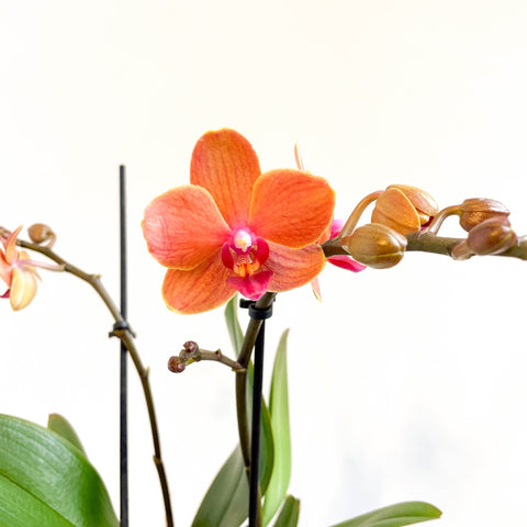 Phalaenopsis 'Bolzano' - Orange Moth Orchid - Sprouts of Bristol