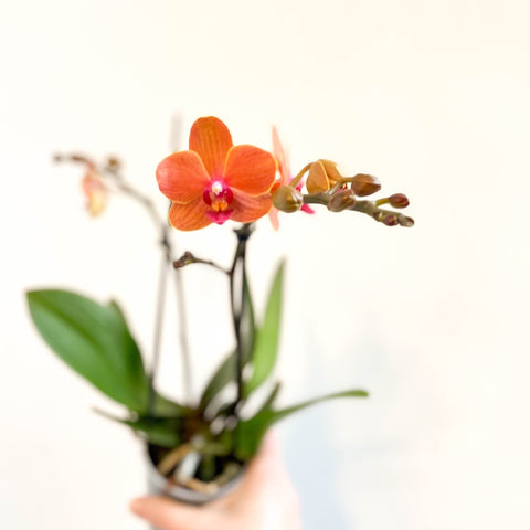 Phalaenopsis 'Bolzano' - Orange Moth Orchid - Sprouts of Bristol