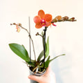 Phalaenopsis 'Bolzano' - Orange Moth Orchid - Sprouts of Bristol