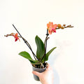 Phalaenopsis 'Bolzano' - Orange Moth Orchid - Sprouts of Bristol