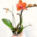 Phalaenopsis 'Bolzano' - Orange Moth Orchid - Sprouts of Bristol