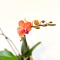 Phalaenopsis 'Bolzano' - Orange Moth Orchid - Sprouts of Bristol