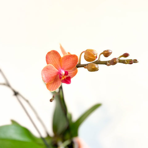 Phalaenopsis 'Bolzano' - Orange Moth Orchid - Sprouts of Bristol