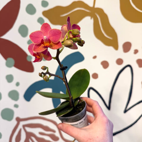 Phalaenopsis 'Daphne' - Moth Orchid - Sprouts of Bristol