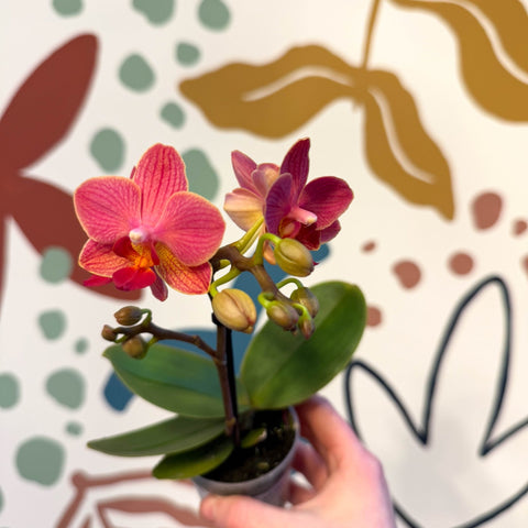 Phalaenopsis 'Daphne' - Moth Orchid - Sprouts of Bristol