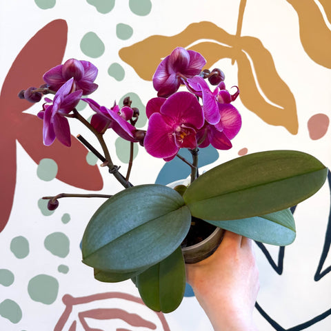 Phalaenopsis - Deep Pink Moth Orchid - Sprouts of Bristol