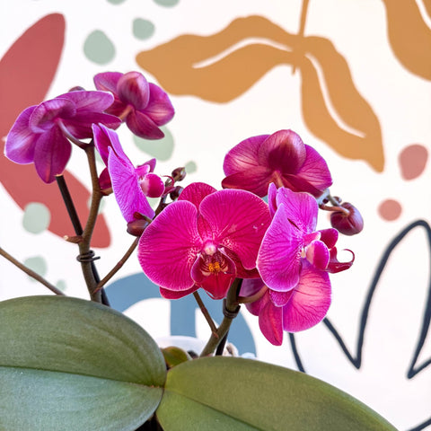 Phalaenopsis - Deep Pink Moth Orchid - Sprouts of Bristol