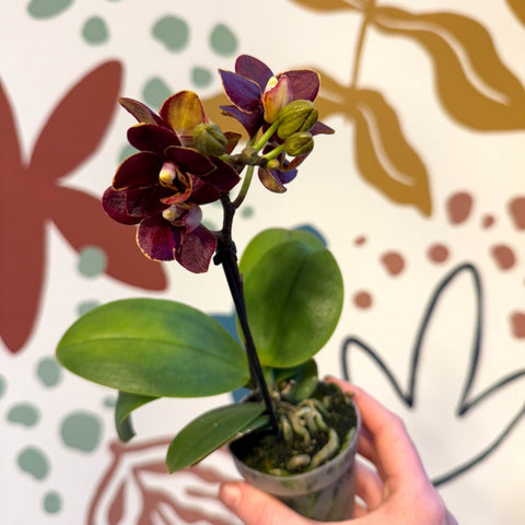 Phalaenopsis 'Esmee' - Moth Orchid - Sprouts of Bristol