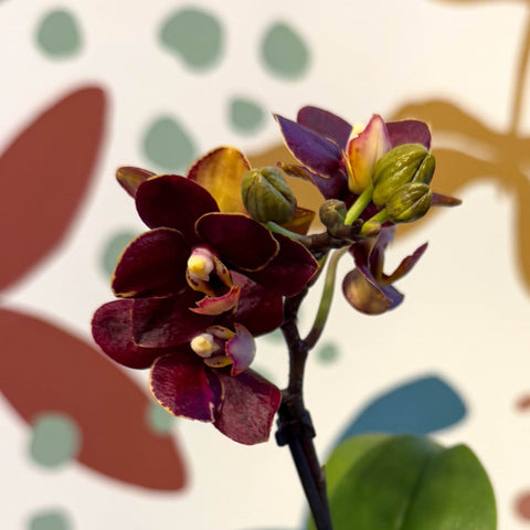 Phalaenopsis 'Esmee' - Moth Orchid - Sprouts of Bristol