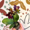 Phalaenopsis 'Esmee' - Moth Orchid - Sprouts of Bristol