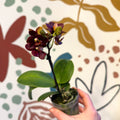 Phalaenopsis 'Esmee' - Moth Orchid - Sprouts of Bristol