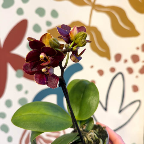 Phalaenopsis 'Esmee' - Moth Orchid - Sprouts of Bristol