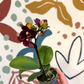 Phalaenopsis 'Esmee' - Moth Orchid - Sprouts of Bristol