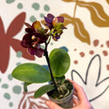 Phalaenopsis 'Esmee' - Moth Orchid - Sprouts of Bristol