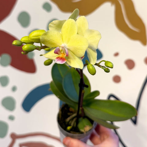 Phalaenopsis 'Freedanzo Canary' - Moth Orchid - Sprouts of Bristol