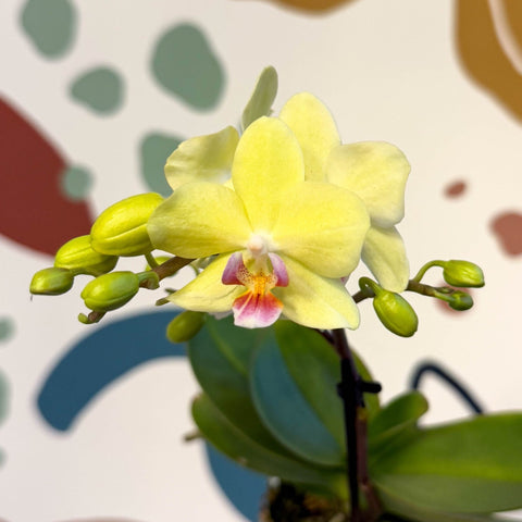 Phalaenopsis 'Freedanzo Canary' - Moth Orchid - Sprouts of Bristol