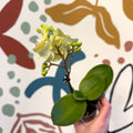 Phalaenopsis 'Freedanzo Canary' - Moth Orchid - Sprouts of Bristol