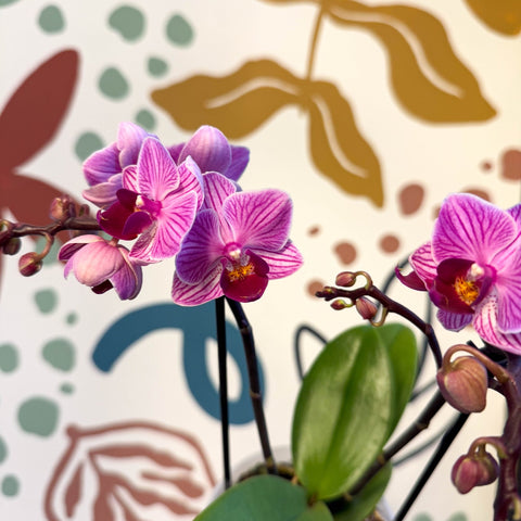 Phalaenopsis 'Freedanzo Robin' - Purple & Pink Moth Orchid - Sprouts of Bristol