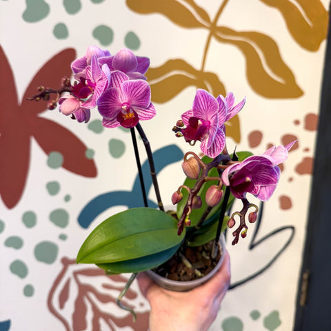 Phalaenopsis 'Freedanzo Robin' - Purple & Pink Moth Orchid - Sprouts of Bristol