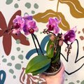 Phalaenopsis 'Freedanzo Robin' - Purple & Pink Moth Orchid - Sprouts of Bristol