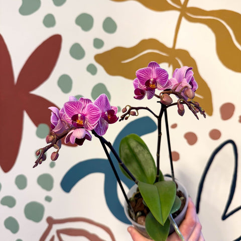 Phalaenopsis 'Freedanzo Robin' - Purple & Pink Moth Orchid - Sprouts of Bristol