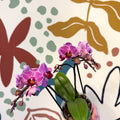 Phalaenopsis 'Freedanzo Robin' - Purple & Pink Moth Orchid - Sprouts of Bristol