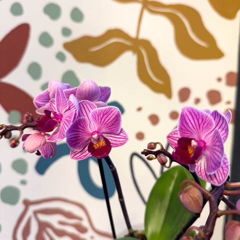 Phalaenopsis 'Freedanzo Robin' - Purple & Pink Moth Orchid - Sprouts of Bristol