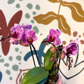 Phalaenopsis 'Freedanzo Robin' - Purple & Pink Moth Orchid - Sprouts of Bristol