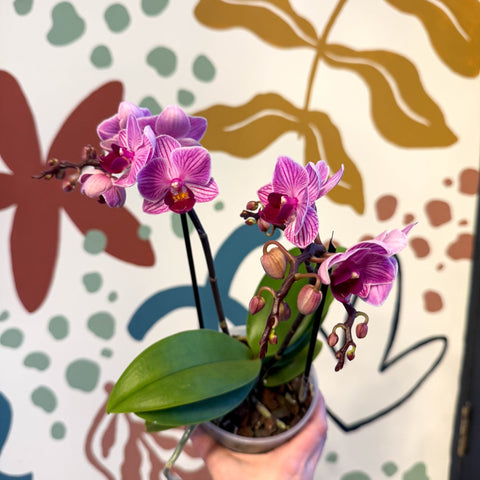 Phalaenopsis 'Freedanzo Robin' - Purple & Pink Moth Orchid - Sprouts of Bristol