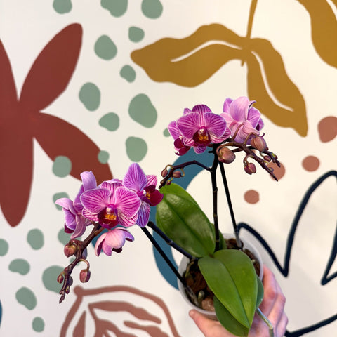 Phalaenopsis 'Freedanzo Robin' - Purple & Pink Moth Orchid - Sprouts of Bristol