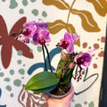 Phalaenopsis 'Freedanzo Robin' - Purple & Pink Moth Orchid - Sprouts of Bristol