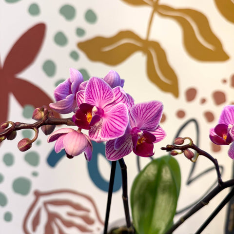 Phalaenopsis 'Freedanzo Robin' - Purple & Pink Moth Orchid - Sprouts of Bristol