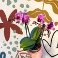 Phalaenopsis 'Freedanzo Robin' - Purple & Pink Moth Orchid - Sprouts of Bristol